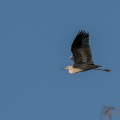 Ardea pacifica (White-necked Heron) at Cunnamulla, QLD - 16 Aug 2017 by rawshorty