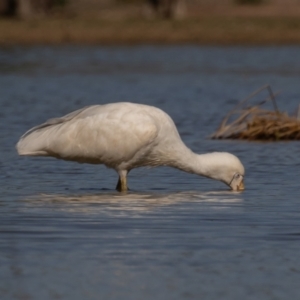 Platalea flavipes at Cunnamulla, QLD - 16 Aug 2017