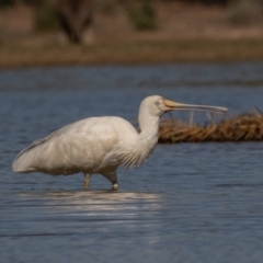 Platalea flavipes at Cunnamulla, QLD - 16 Aug 2017 02:31 PM