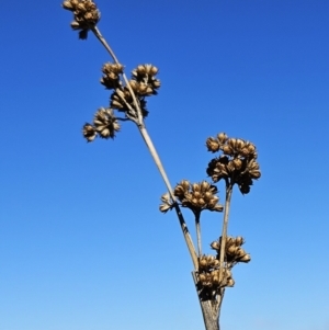 Juncus vaginatus at Molonglo Valley, ACT - 4 May 2023