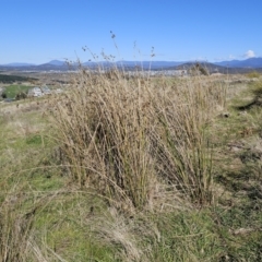 Juncus vaginatus at Molonglo Valley, ACT - 4 May 2023