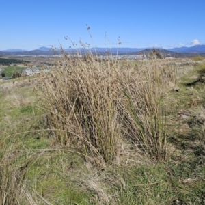 Juncus vaginatus at Molonglo Valley, ACT - 4 May 2023