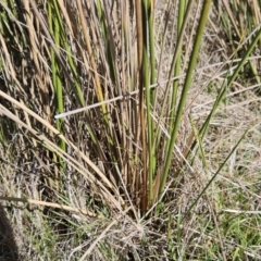 Juncus vaginatus at Molonglo Valley, ACT - 4 May 2023