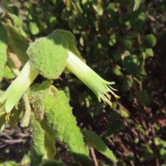 Correa reflexa var. reflexa (Common Correa, Native Fuchsia) at Paddys River, ACT - 6 May 2023 by MatthewFrawley