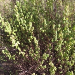 Correa reflexa var. reflexa at Paddys River, ACT - 6 May 2023 02:25 PM