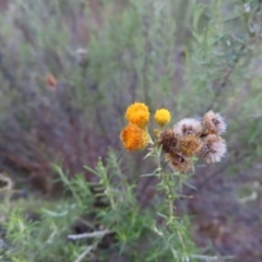 Chrysocephalum semipapposum (Clustered Everlasting) at Bullen Range - 6 May 2023 by MatthewFrawley