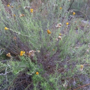 Chrysocephalum semipapposum at Paddys River, ACT - 6 May 2023