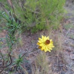 Xerochrysum viscosum (Sticky Everlasting) at Bullen Range - 6 May 2023 by MatthewFrawley