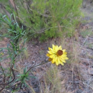 Xerochrysum viscosum at Paddys River, ACT - 6 May 2023 02:41 PM