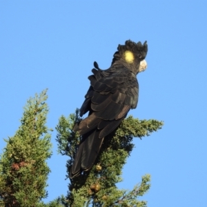 Zanda funerea (Yellow-tailed Black-Cockatoo) at suppressed by GlossyGal