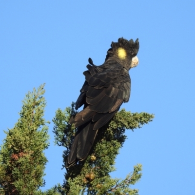 Zanda funerea (Yellow-tailed Black-Cockatoo) at Burradoo, NSW - 4 May 2023 by GlossyGal