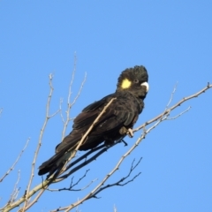 Zanda funerea at Burradoo, NSW - 5 May 2023