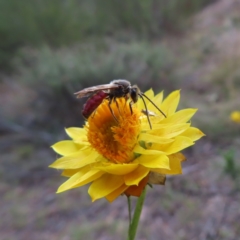 Lasioglossum (Parasphecodes) sp. (genus & subgenus) (Halictid bee) at Paddys River, ACT - 6 May 2023 by MatthewFrawley