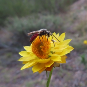 Lasioglossum (Parasphecodes) sp. (genus & subgenus) at Paddys River, ACT - 6 May 2023