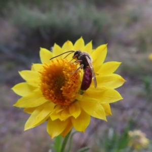 Lasioglossum (Parasphecodes) sp. (genus & subgenus) at Paddys River, ACT - 6 May 2023