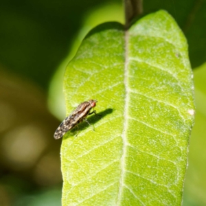 Lauxaniidae (family) at Paddys River, ACT - 5 May 2023