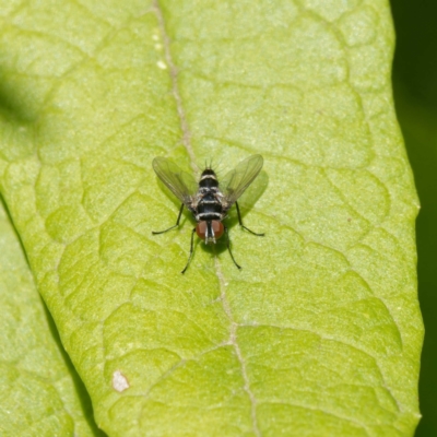 Trigonospila sp. (genus) (A Bristle Fly) at Tidbinbilla Nature Reserve - 5 May 2023 by DPRees125