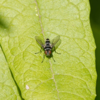 Trigonospila sp. (genus) (A Bristle Fly) at Paddys River, ACT - 5 May 2023 by DPRees125