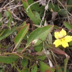 Goodenia hederacea (Ivy Goodenia) at Molonglo Valley, ACT - 24 Mar 2023 by pinnaCLE