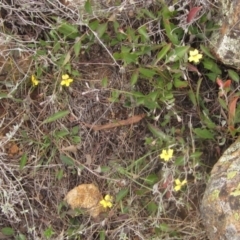 Goodenia hederacea at Molonglo Valley, ACT - 24 Mar 2023