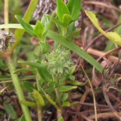 Opercularia hispida (Hairy Stinkweed) at Molonglo Valley, ACT - 24 Mar 2023 by pinnaCLE