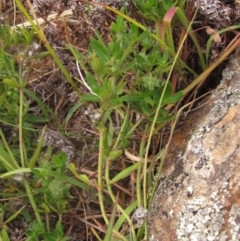 Opercularia hispida at Molonglo Valley, ACT - 24 Mar 2023