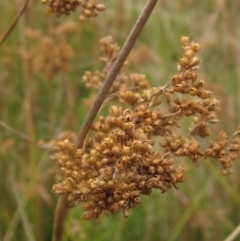 Juncus (genus) (A Rush) at Molonglo Valley, ACT - 24 Mar 2023 by pinnaCLE