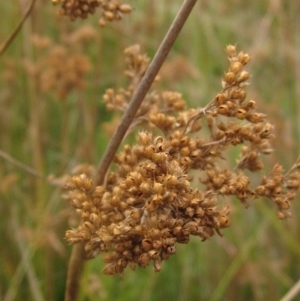 Juncus sp. at Molonglo Valley, ACT - 24 Mar 2023