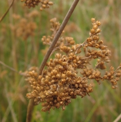 Juncus (genus) (A Rush) at Molonglo Valley, ACT - 24 Mar 2023 by pinnaCLE