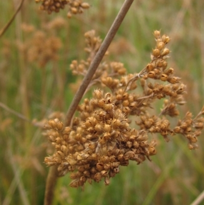 Juncus sp. (A Rush) at Molonglo Valley, ACT - 24 Mar 2023 by pinnaCLE