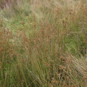 Juncus sp. at Molonglo Valley, ACT - 24 Mar 2023