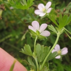 Geranium sp. Pleated sepals (D.E.Albrecht 4707) Vic. Herbarium (Naked Crane's-bill) at Molonglo Valley, ACT - 24 Mar 2023 by pinnaCLE