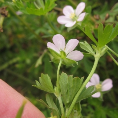 Geranium sp. Pleated sepals (D.E.Albrecht 4707) Vic. Herbarium at Molonglo Valley, ACT - 24 Mar 2023 by pinnaCLE