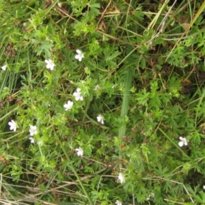 Geranium sp. Pleated sepals (D.E.Albrecht 4707) Vic. Herbarium at Molonglo Valley, ACT - 24 Mar 2023