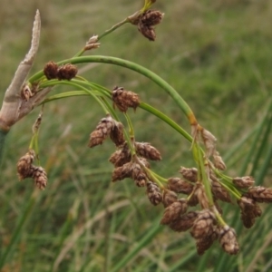 Schoenoplectus validus at Molonglo Valley, ACT - 24 Mar 2023