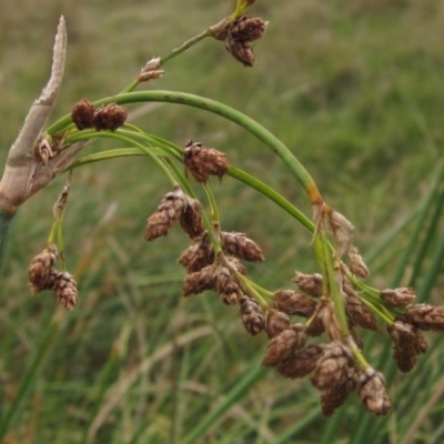 Schoenoplectus tabernaemontani (River Club-rush) at Molonglo Valley, ACT - 24 Mar 2023 by pinnaCLE