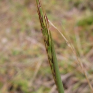 Bothriochloa macra at Molonglo Valley, ACT - 24 Mar 2023 02:17 PM