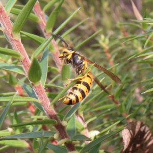 Vespula germanica at Paddys River, ACT - 6 May 2023 02:53 PM