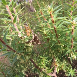 Melichrus urceolatus at Paddys River, ACT - 6 May 2023