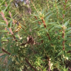 Melichrus urceolatus at Paddys River, ACT - 6 May 2023