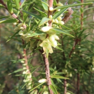 Melichrus urceolatus at Paddys River, ACT - 6 May 2023