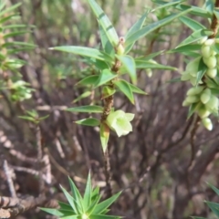 Melichrus urceolatus at Paddys River, ACT - 6 May 2023