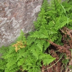 Cheilanthes austrotenuifolia (Rock Fern) at The Pinnacle - 24 Mar 2023 by pinnaCLE