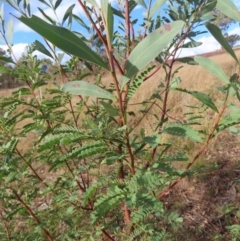 Acacia rubida (Red-stemmed Wattle, Red-leaved Wattle) at Paddys River, ACT - 6 May 2023 by MatthewFrawley