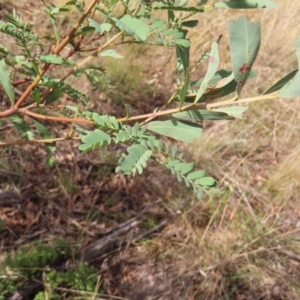 Acacia rubida at Paddys River, ACT - 6 May 2023