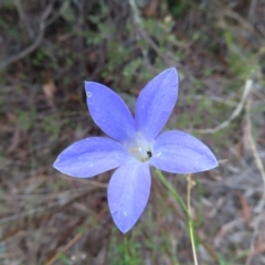 Wahlenbergia stricta subsp. stricta (Tall Bluebell) at Paddys River, ACT - 6 May 2023 by MatthewFrawley