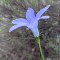 Wahlenbergia stricta subsp. stricta at Paddys River, ACT - 6 May 2023 03:08 PM