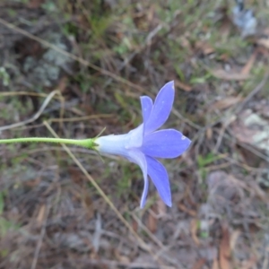 Wahlenbergia stricta subsp. stricta at Paddys River, ACT - 6 May 2023 03:08 PM