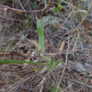 Wahlenbergia stricta subsp. stricta at Paddys River, ACT - 6 May 2023