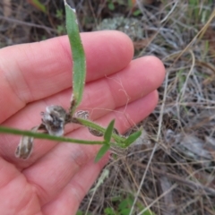 Wahlenbergia stricta subsp. stricta at Paddys River, ACT - 6 May 2023 03:08 PM